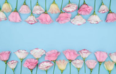 Eustoma çiçek renk arka plan üzerinde güzel çerçeve kompozisyonu