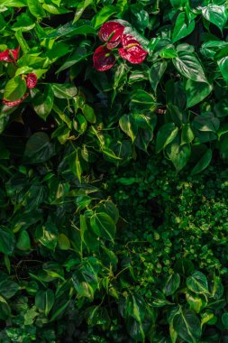 Tropikal yeşil yaratıcı moda doğal renkli yaprakları ve anthurium çiçekleri
