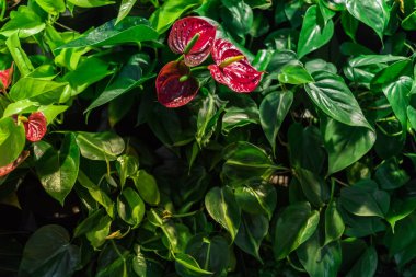 Tropikal yeşil yaratıcı moda doğal renkli yaprakları ve anthurium çiçekleri