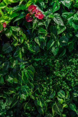 Tropikal yeşil yaratıcı moda doğal renkli yaprakları ve anthurium çiçekleri