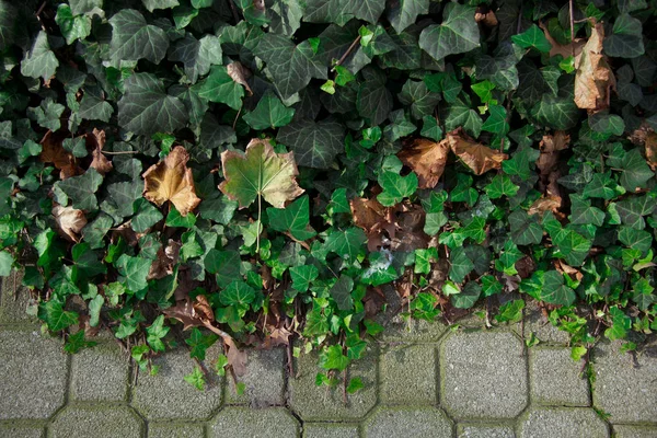 Green ivy plants isolated on the asphalt tile. Concept for copy space