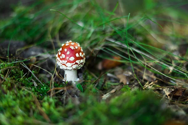 Sinek Agaric Veya Yakın Çekim Sinek Amanita Mantar Ormandaki — Stok fotoğraf