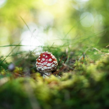 sinek agaric veya yakın çekim sinek amanita mantar ormandaki