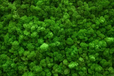 Green moss covered the ground. Nature background concept. Flat lay, top view. clipart