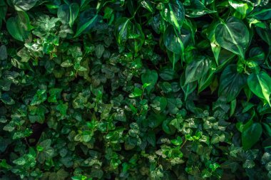 Eğreltiotu yaprakları, peluş ve dieffenbachia yeşil arka plan. Egzotik bitkiler. Düz kompozisyon kavramı