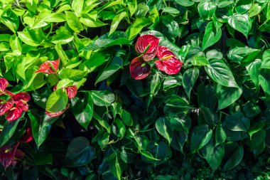 Tropikal yeşil yaratıcı moda doğal renkli yaprakları ve anthurium çiçekleri. Düz yatıyordu