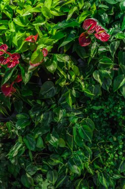 Tropikal yeşil yaratıcı moda doğal renkli yaprakları ve anthurium çiçekleri. Düz yatıyordu