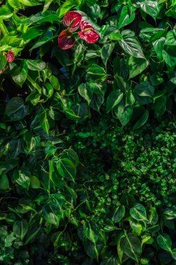 Tropikal yeşil yaratıcı moda doğal renkli yaprakları ve anthurium çiçekleri. Yumuşak bulanıklık odak. Düz yatıyordu