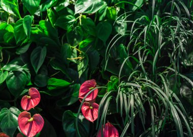 Tropikal yeşil yaratıcı moda doğal renkli yaprakları ve anthurium çiçekleri. Düz yatıyordu