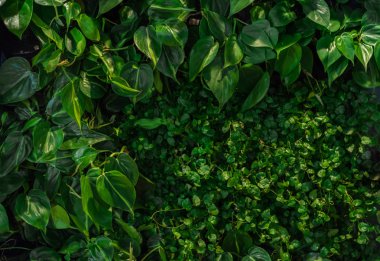 Eğreltiotu yaprakları, peluş ve dieffenbachia yeşil arka plan. Egzotik bitkiler. Düz kompozisyon kavramı