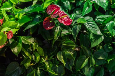 Tropikal yeşil yaratıcı moda doğal renkli yaprakları ve anthurium çiçekleri. Yumuşak bulanıklık odak. Düz yatıyordu