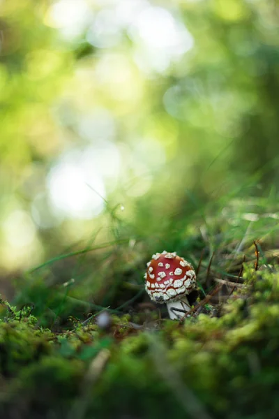 Fly agaric or fly Amanita mushroom in forest close up