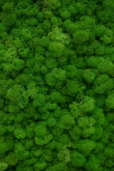 Zielony Mech Pokryte Ziemią Koncepcja Natury Tło Widok Płaski Świeckich — Zdjęcie stockowe