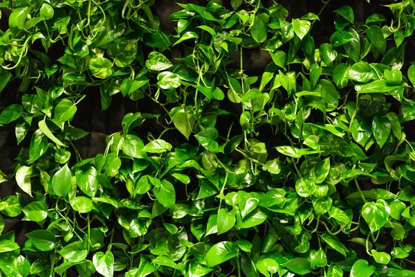 Green Background Fern Leaves Plush Dieffenbachia Exotic Plants Flat Composition — Stock Photo, Image