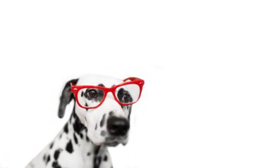 Öğrenci köpek portre gözlüklü. Beyaz arka plan üzerinde izole