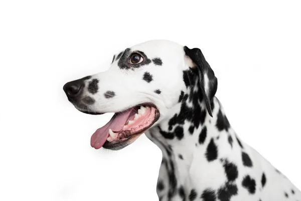 Portret Van Dalmatische Hond Profiel Geïsoleerd Witte Achtergrond — Stockfoto