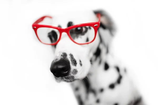 Dalmatian Dog Portrait Red Glasses — Stock Photo, Image