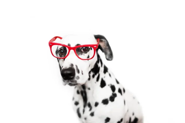グラス生犬の肖像画 — ストック写真