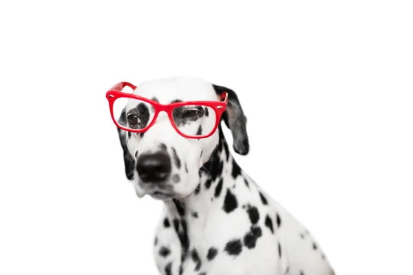 Retrato Perro Dálmata Las Gafas — Foto de Stock