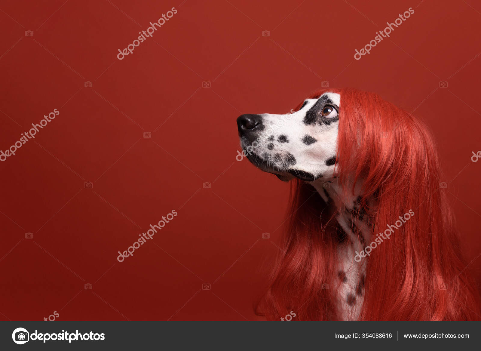 Cute Dalmatian Dog Red Hair Red Background Fashionable Conceptual