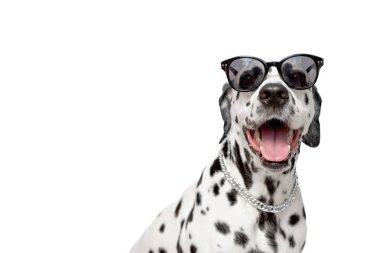 Beyaz arka planda izole edilmiş dili olan Dalmaçyalı köpek portresi. Siyah gözlüklü havalı köpek. Boşluğu kopyala