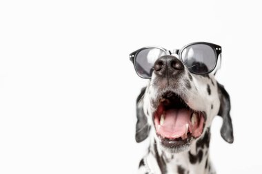 Beyaz arka planda izole edilmiş dili olan Dalmaçyalı köpek portresi. Siyah gözlüklü havalı köpek. Boşluğu kopyala