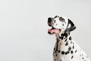 Beyaz arka planda dili olan Dalmaçyalı köpek portresi. Köpek sola bakıyor. Boşluğu kopyala