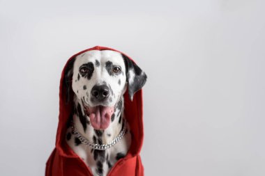 Kırmızı kazaklı Dalmaçyalı köpek beyaz arka planda oturuyor. Köpek kafası kapüşonlu. Hayvan fotoğrafçılığı. Kararlı ve kararlı. Boşluğu kopyala