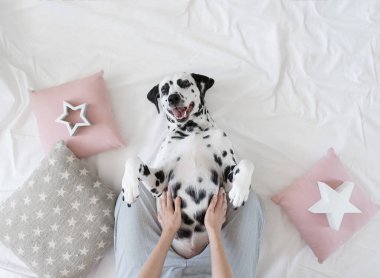 Dalmaçyalı köpek pençeleriyle sırt üstü uzanmış karın masajı diliyor. Köpek yatakta dinleniyor ve yıldızlar desenli yastıkların arasında esniyor. Komik, sevimli köpek ağızlığı. Günaydın konsepti. Düz yatış, metin için yer