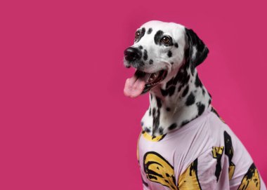 Pembe arka planda oturan renkli gömlekli Dalmaçyalı bir köpeğin portresi. Metin için yer