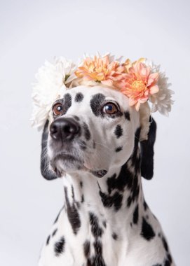 Beyaz ve sarı çiçekli tacı olan Dalmaçyalı bir köpek. Kasımpatı çiçeği çelengi. Uzayı kopyala Hayvan portresi