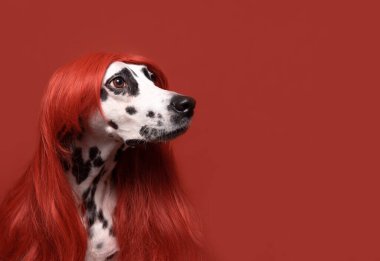 Kırmızı arka planda kızıl saçlı sevimli dalmaçyalı köpek. Modaya uygun kavramsal evcil hayvan portresi. Köpek sağa bakıyor. Boşluğu kopyala