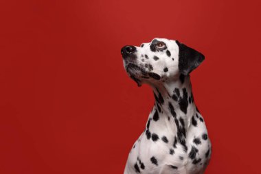 Tatlı Dalmaçyalı köpek kırmızı arka planda görünüyor. Modaya uygun kavramsal evcil hayvan portresi. Boşluğu kopyala