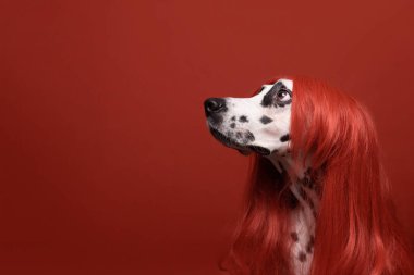 Kırmızı arka planda kızıl saçlı sevimli dalmaçyalı köpek. Modaya uygun kavramsal evcil hayvan portresi. Köpek sola bakıyor. Boşluğu kopyala