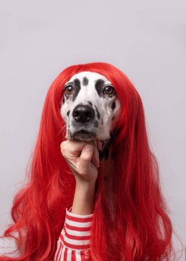 Yüz ifadeleri ve duygular. Kafasının altında el ele tutuşan kızıl saçlı dalmaçyalı düşünceli bir köpek. Kavramsal cadılar bayramı köpek portresi