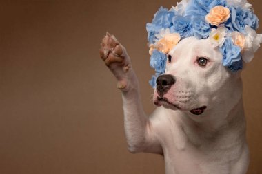 Kahverengi arka planda mavi çiçekli çelenk giyen beyaz pitbull kızı portresi. Çiçekli çelenk giyen komik köpek. Parti konsepti. Boşluğu Kopyala