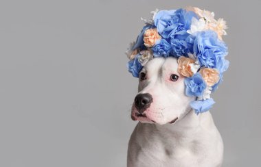 Beyaz arka planda mavi çiçekli çelenk giyen beyaz pitbull kızı portresi. Çiçekli çelenk giyen komik köpek. Parti konsepti. Boşluğu Kopyala