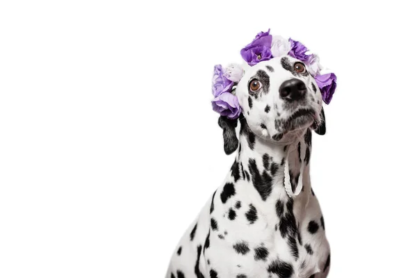 紫色の花冠を持つダルマチア エウロパの花のリース 白地に犬の肖像 — ストック写真