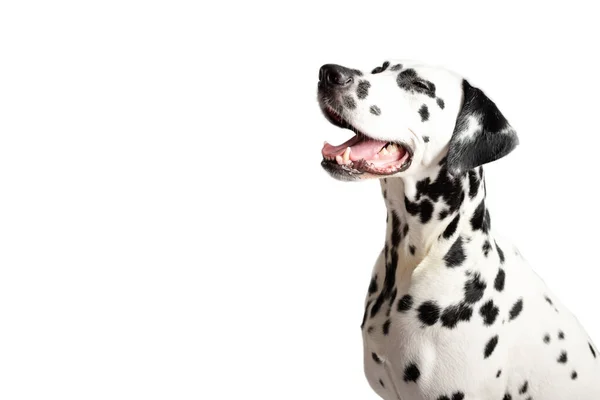 Schattig Dalmatisch Hondenportret Met Tong Uit Witte Achtergrond Hondenhokken Plaats — Stockfoto