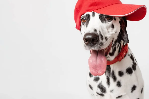 Kırmızı Beyzbol Şapkalı Dalmaçyalı Köpek Beyaz Arka Planda Izole Edilmiş — Stok fotoğraf