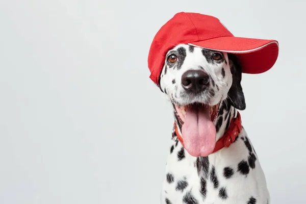 Счастливая Далматинская Собака Красной Бейсболке Красном Воротнике Белом Фоне Высунутым — стоковое фото