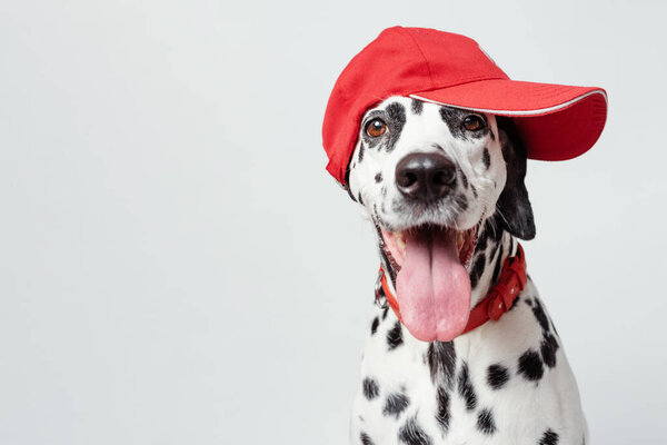 Happy dalmatian dog in a red baseball cap and in a red collar isolated on white background. Dog with tongue out. Copy space
