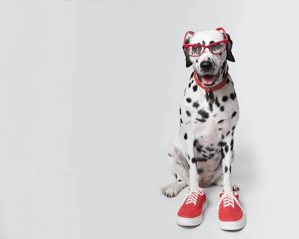 Divertido Perro Dálmata Gafas Zapatillas Rojas Sienta Sobre Fondo Blanco — Foto de Stock