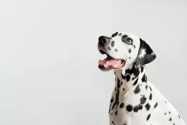 Dalmatische Hond Portret Met Tong Uit Witte Achtergrond Hond Kijkt — Stockfoto