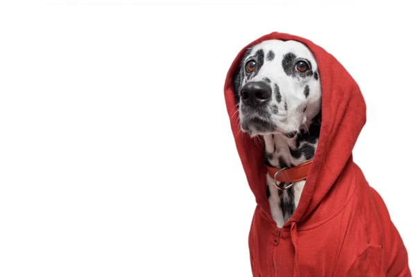 Далматинская Собака Красной Толстовке Сидит Белом Фоне Голова Собаки Покрыта — стоковое фото
