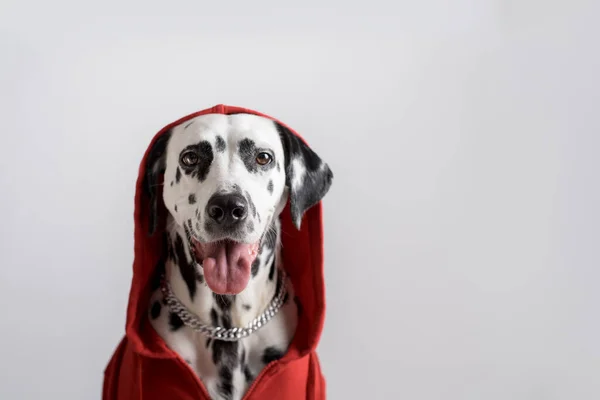 Dalmatische Hond Rode Sweater Zit Witte Achtergrond Hond Hoofd Bedekt — Stockfoto