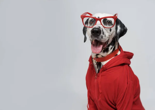 穿着红色运动衫和眼镜的滑稽达尔马提亚犬的肖像坐在白色背景上 复制空间 — 图库照片