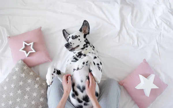 Dalmatische Hond Liggend Haar Rug Met Poten Omhoog Wensend Voor — Stockfoto