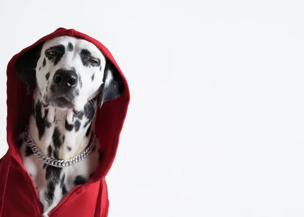 Cão Dálmata Camisola Vermelha Senta Fundo Branco Cabeça Cão Está — Fotografia de Stock