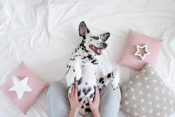 Dalmatian dog lying on her back with paws up wishing for a tummy rub. Dog in bed resting and yawning among pillows with stars pattern. Funny, cute dog\'s muzzle. Good morning concept. Flat lay, place for text